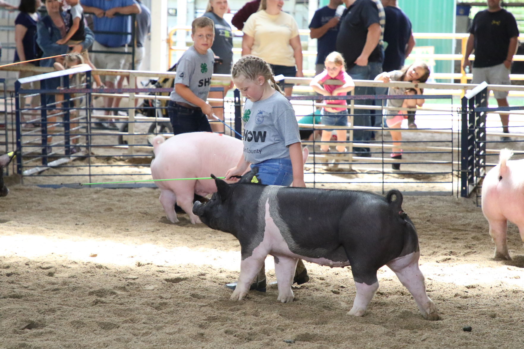 Pig Show (10).JPG